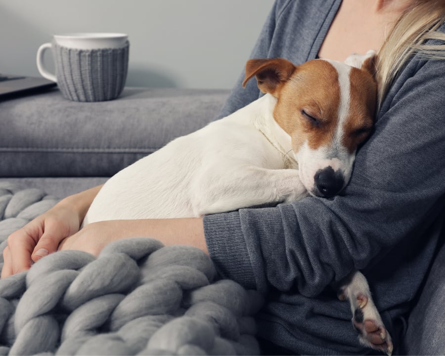 Phovia Treatment, Nelson Vet