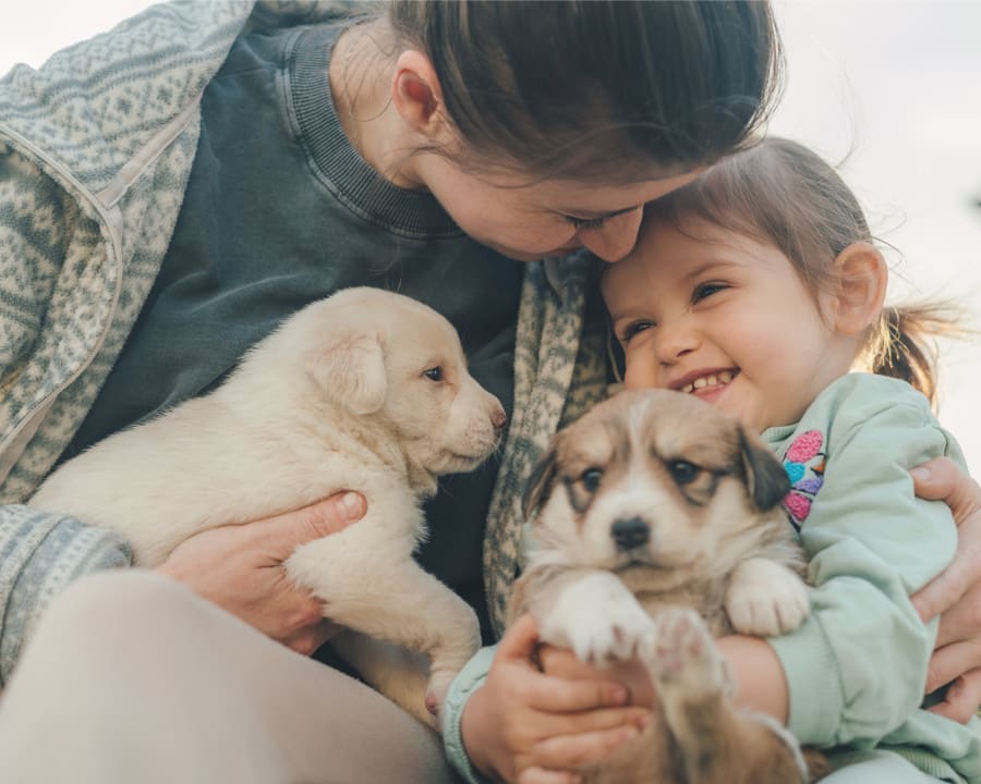 Puppy & Kitten Plan Options at Selkirk Veterinary Hospital